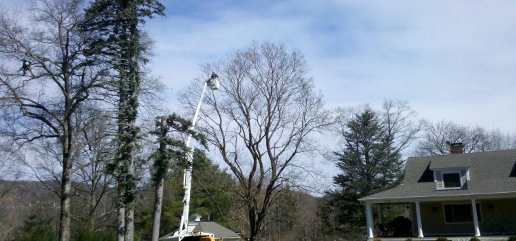 Crown Reduction; Topping a Tree the Right Way Crown Reduction; Topping a Tree the Right Way