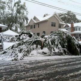Are your Tree’s Safe After “Snowtober”?