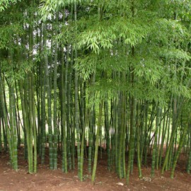 Wayne, NJ Residents! It’s now illegal to plant bamboo, multi flora rose and kudzu-vine