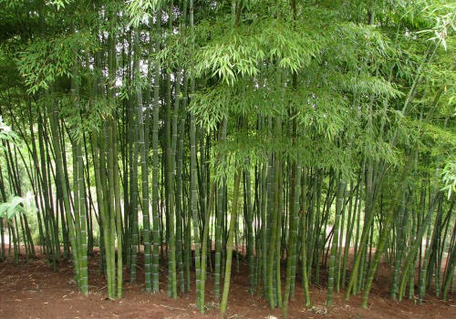 Wayne, NJ Residents! It’s now illegal to plant bamboo, multi flora rose and kudzu-vine Wayne, NJ Residents! It’s now illegal to plant bamboo, multi flora rose and kudzu-vine