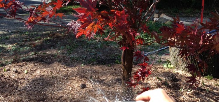How to Water a Tree How to Water a Tree
